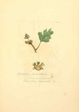Reproducción/Reproduction 8230553522: Coloured figures of English fungi or mushrooms.. London,Printed by J. Davis,1797-[1809]
