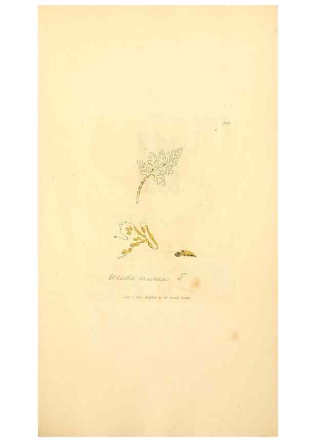 Reproducción/Reproduction 8229489983: Coloured figures of English fungi or mushrooms.. London,Printed by J. Davis,1797-[1809]