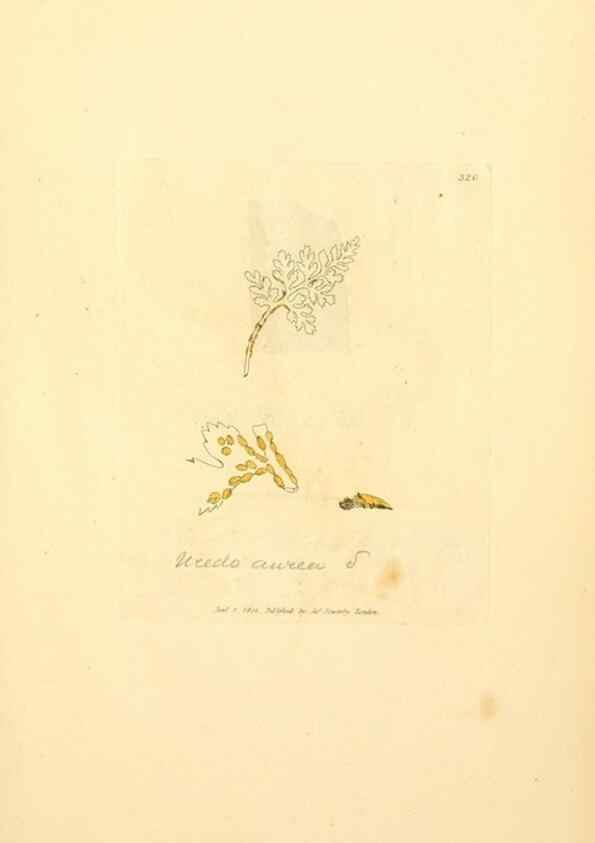 Reproducción/Reproduction 8229489983: Coloured figures of English fungi or mushrooms.. London,Printed by J. Davis,1797-[1809]