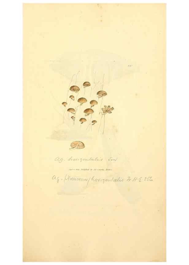 Reproducción/Reproduction 8229500977: Coloured figures of English fungi or mushrooms.. London,Printed by J. Davis,1797-[1809]