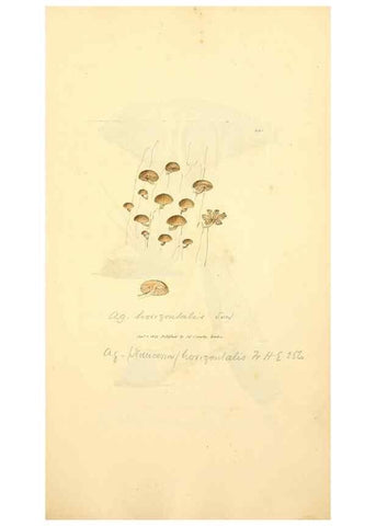 Reproducción/Reproduction 8229500977: Coloured figures of English fungi or mushrooms.. London,Printed by J. Davis,1797-[1809]