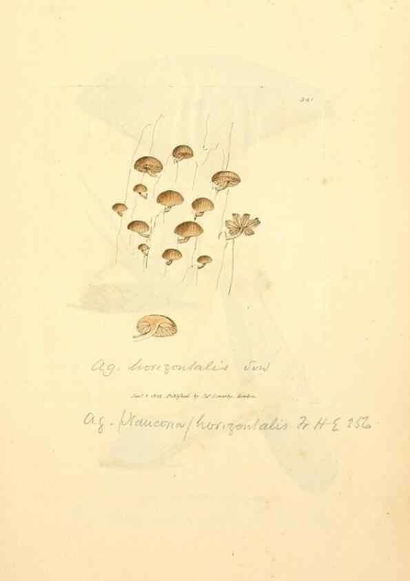 Reproducción/Reproduction 8229500977: Coloured figures of English fungi or mushrooms.. London,Printed by J. Davis,1797-[1809]