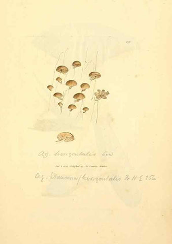 Reproducción/Reproduction 8229500977: Coloured figures of English fungi or mushrooms.. London,Printed by J. Davis,1797-[1809]