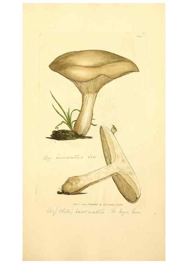 Reproducción/Reproduction 8229501433: Coloured figures of English fungi or mushrooms.. London,Printed by J. Davis,1797-[1809]