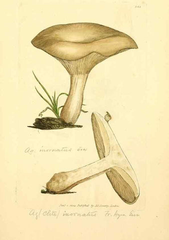 Reproducción/Reproduction 8229501433: Coloured figures of English fungi or mushrooms.. London,Printed by J. Davis,1797-[1809]
