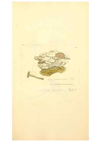 Reproducción/Reproduction 8230566692: Coloured figures of English fungi or mushrooms.. London,Printed by J. Davis,1797-[1809]
