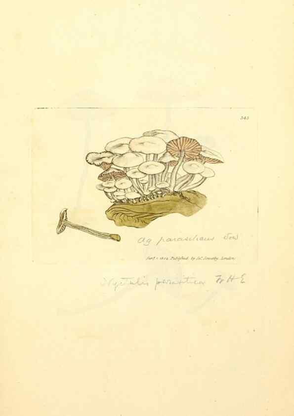 Reproducción/Reproduction 8230566692: Coloured figures of English fungi or mushrooms.. London,Printed by J. Davis,1797-[1809]