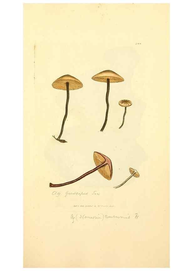 Reproducción/Reproduction 8229502167: Coloured figures of English fungi or mushrooms.. London,Printed by J. Davis,1797-[1809]