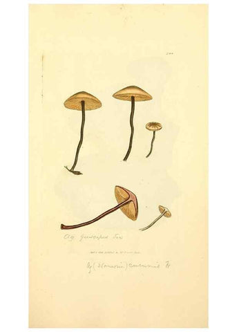 Reproducción/Reproduction 8229502167: Coloured figures of English fungi or mushrooms.. London,Printed by J. Davis,1797-[1809]