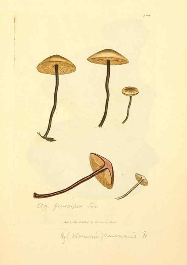 Reproducción/Reproduction 8229502167: Coloured figures of English fungi or mushrooms.. London,Printed by J. Davis,1797-[1809]