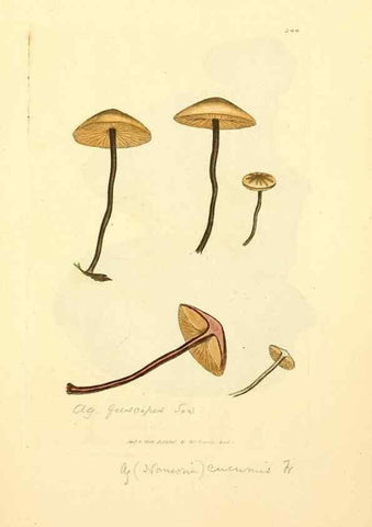 Reproducción/Reproduction 8229502167: Coloured figures of English fungi or mushrooms.. London,Printed by J. Davis,1797-[1809]