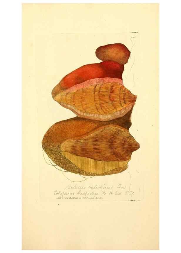 Reproducción/Reproduction 8230567556: Coloured figures of English fungi or mushrooms.. London,Printed by J. Davis,1797-[1809]
