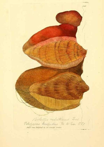 Reproducción/Reproduction 8230567556: Coloured figures of English fungi or mushrooms.. London,Printed by J. Davis,1797-[1809]