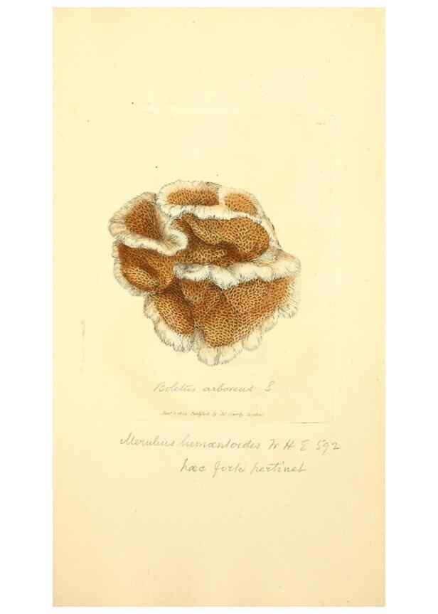 Reproducción/Reproduction 8230568020: Coloured figures of English fungi or mushrooms.. London,Printed by J. Davis,1797-[1809]