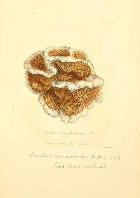 Reproducción/Reproduction 8230568020: Coloured figures of English fungi or mushrooms.. London,Printed by J. Davis,1797-[1809]