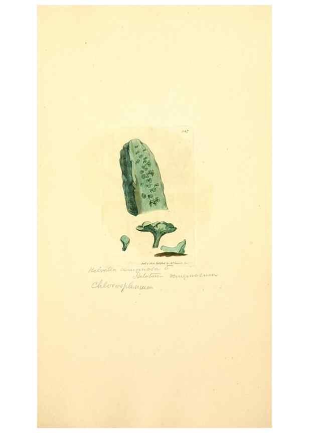 Reproducción/Reproduction 8229503427: Coloured figures of English fungi or mushrooms.. London,Printed by J. Davis,1797-[1809]