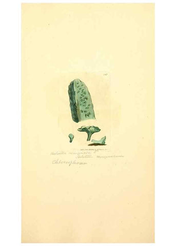 Reproducción/Reproduction 8229503427: Coloured figures of English fungi or mushrooms.. London,Printed by J. Davis,1797-[1809]