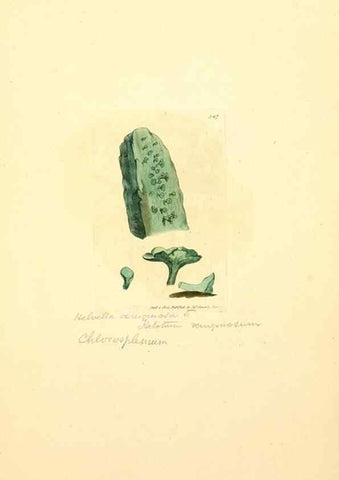 Reproducción/Reproduction 8229503427: Coloured figures of English fungi or mushrooms.. London,Printed by J. Davis,1797-[1809]