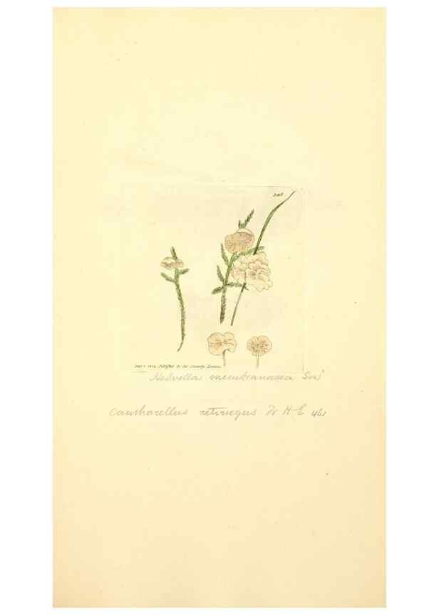 Reproducción/Reproduction 8229503779: Coloured figures of English fungi or mushrooms.. London,Printed by J. Davis,1797-[1809]