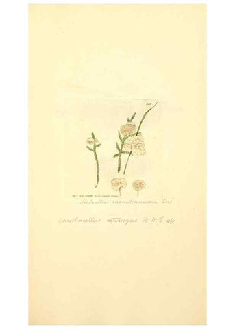 Reproducción/Reproduction 8229503779: Coloured figures of English fungi or mushrooms.. London,Printed by J. Davis,1797-[1809]