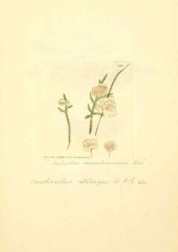 Reproducción/Reproduction 8229503779: Coloured figures of English fungi or mushrooms.. London,Printed by J. Davis,1797-[1809]
