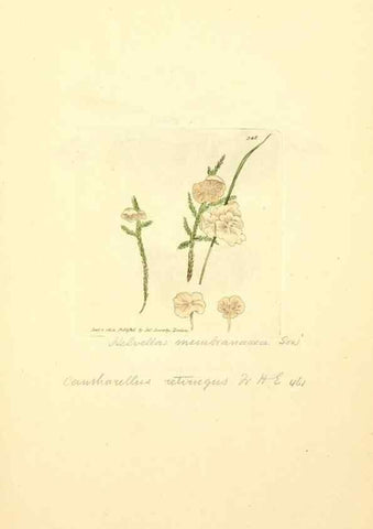 Reproducción/Reproduction 8229503779: Coloured figures of English fungi or mushrooms.. London,Printed by J. Davis,1797-[1809]