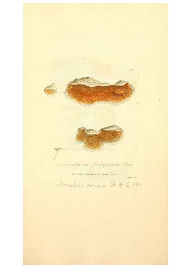 Reproducción/Reproduction 8230569334: Coloured figures of English fungi or mushrooms.. London,Printed by J. Davis,1797-[1809]