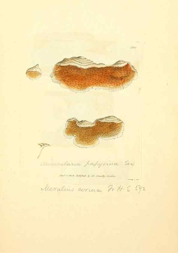 Reproducción/Reproduction 8230569334: Coloured figures of English fungi or mushrooms.. London,Printed by J. Davis,1797-[1809]