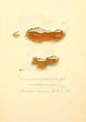 Reproducción/Reproduction 8230569334: Coloured figures of English fungi or mushrooms.. London,Printed by J. Davis,1797-[1809]