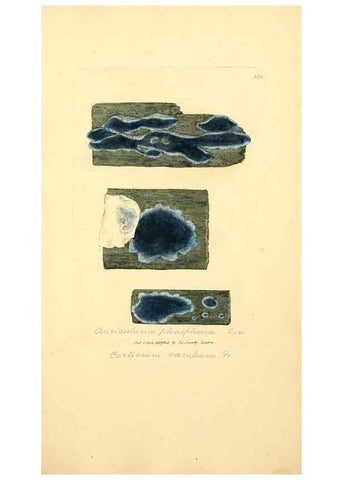 Reproducción/Reproduction 8230569784: Coloured figures of English fungi or mushrooms.. London,Printed by J. Davis,1797-[1809]