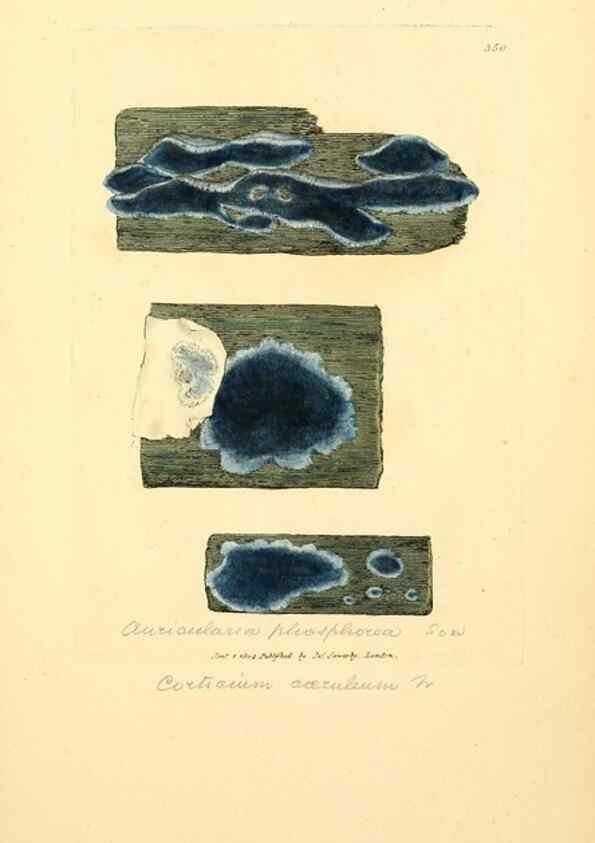 Reproducción/Reproduction 8230569784: Coloured figures of English fungi or mushrooms.. London,Printed by J. Davis,1797-[1809]