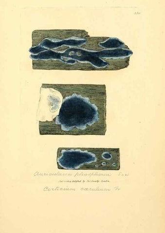Reproducción/Reproduction 8230569784: Coloured figures of English fungi or mushrooms.. London,Printed by J. Davis,1797-[1809]