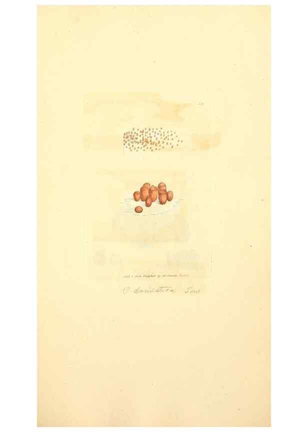 Reproducción/Reproduction 8230570420: Coloured figures of English fungi or mushrooms.. London,Printed by J. Davis,1797-[1809]