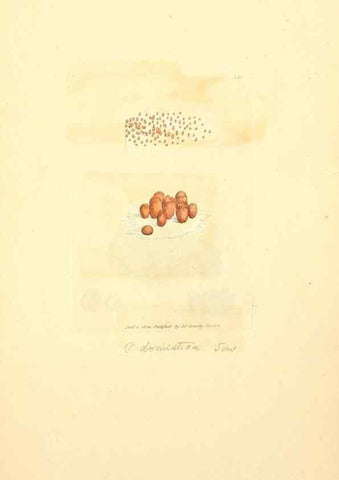 Reproducción/Reproduction 8230570420: Coloured figures of English fungi or mushrooms.. London,Printed by J. Davis,1797-[1809]