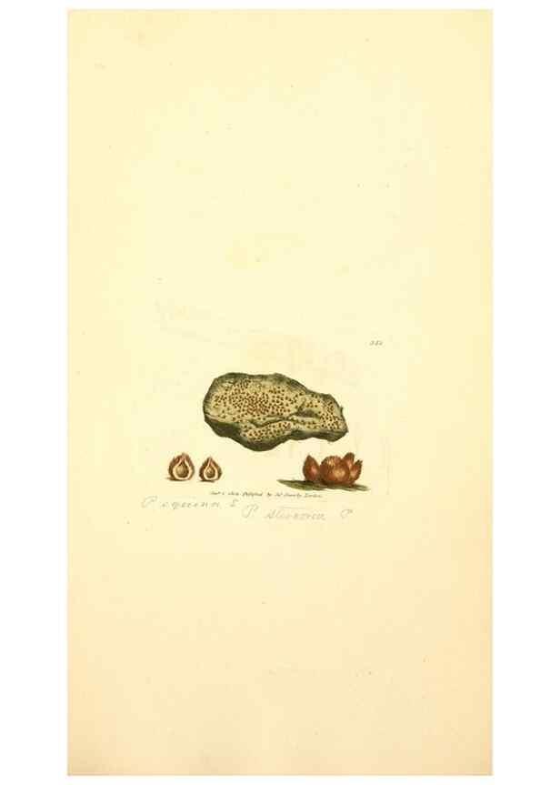 Reproducción/Reproduction 8230570766: Coloured figures of English fungi or mushrooms.. London,Printed by J. Davis,1797-[1809]