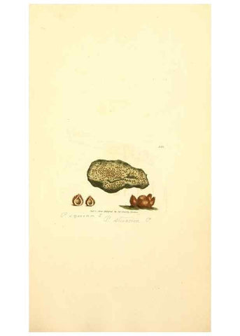 Reproducción/Reproduction 8230570766: Coloured figures of English fungi or mushrooms.. London,Printed by J. Davis,1797-[1809]