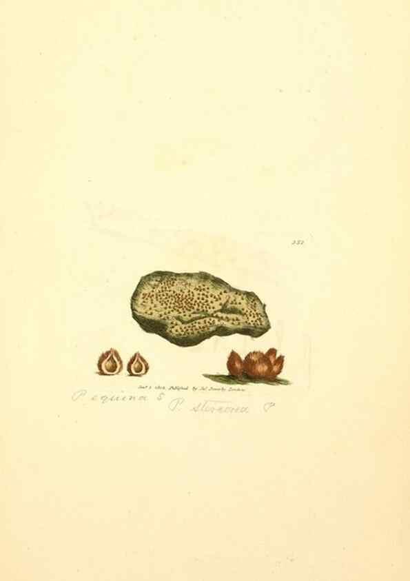 Reproducción/Reproduction 8230570766: Coloured figures of English fungi or mushrooms.. London,Printed by J. Davis,1797-[1809]