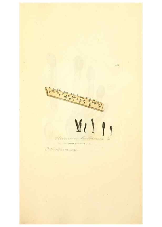 Reproducción/Reproduction 8229506467: Coloured figures of English fungi or mushrooms.. London,Printed by J. Davis,1797-[1809]