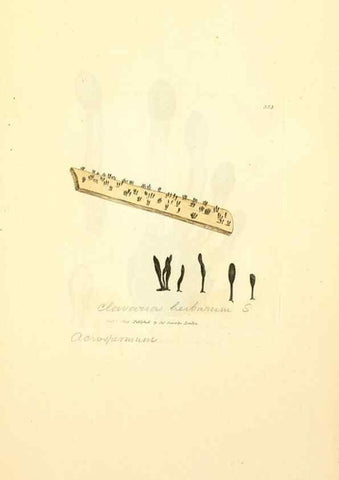 Reproducción/Reproduction 8229506467: Coloured figures of English fungi or mushrooms.. London,Printed by J. Davis,1797-[1809]