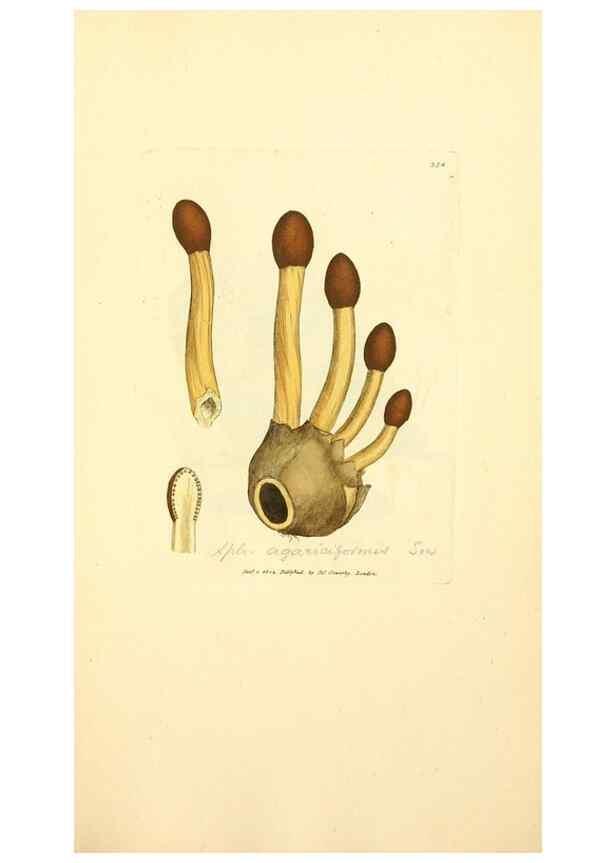 Reproducción/Reproduction 8230571540: Coloured figures of English fungi or mushrooms.. London,Printed by J. Davis,1797-[1809]