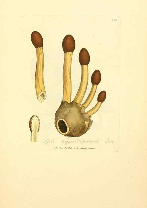 Reproducción/Reproduction 8230571540: Coloured figures of English fungi or mushrooms.. London,Printed by J. Davis,1797-[1809]