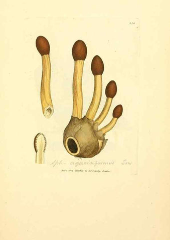 Reproducción/Reproduction 8230571540: Coloured figures of English fungi or mushrooms.. London,Printed by J. Davis,1797-[1809]