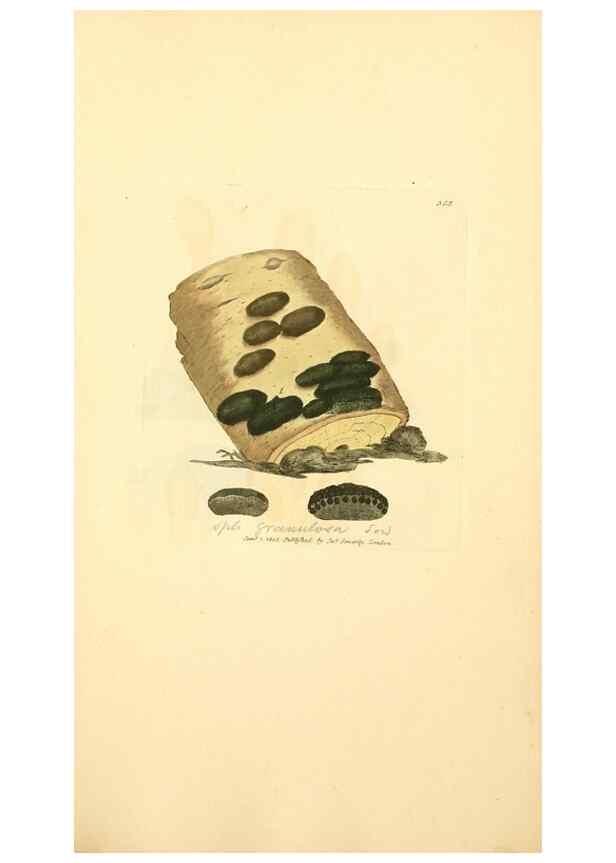 Reproducción/Reproduction 8230572084: Coloured figures of English fungi or mushrooms.. London,Printed by J. Davis,1797-[1809]
