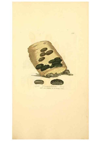 Reproducción/Reproduction 8230572084: Coloured figures of English fungi or mushrooms.. London,Printed by J. Davis,1797-[1809]