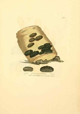Reproducción/Reproduction 8230572084: Coloured figures of English fungi or mushrooms.. London,Printed by J. Davis,1797-[1809]