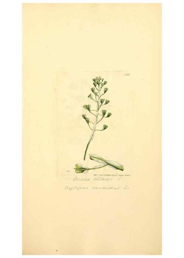 Reproducción/Reproduction 8229500545: Coloured figures of English fungi or mushrooms.. London,Printed by J. Davis,1797-[1809]