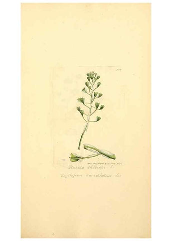 Reproducción/Reproduction 8229500545: Coloured figures of English fungi or mushrooms.. London,Printed by J. Davis,1797-[1809]