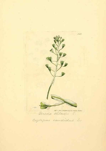 Reproducción/Reproduction 8229500545: Coloured figures of English fungi or mushrooms.. London,Printed by J. Davis,1797-[1809]