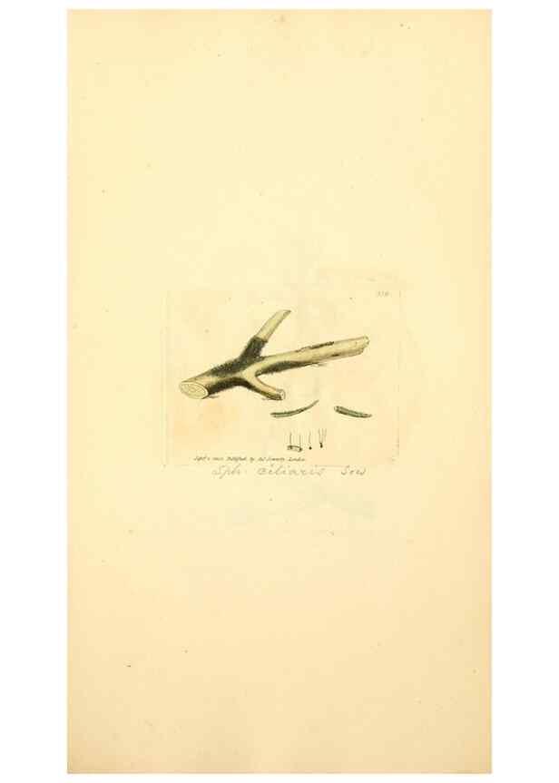 Reproducción/Reproduction 8230564684: Coloured figures of English fungi or mushrooms.. London,Printed by J. Davis,1797-[1809]
