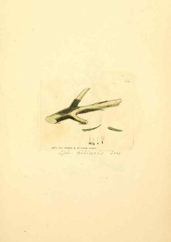 Reproducción/Reproduction 8230564684: Coloured figures of English fungi or mushrooms.. London,Printed by J. Davis,1797-[1809]
